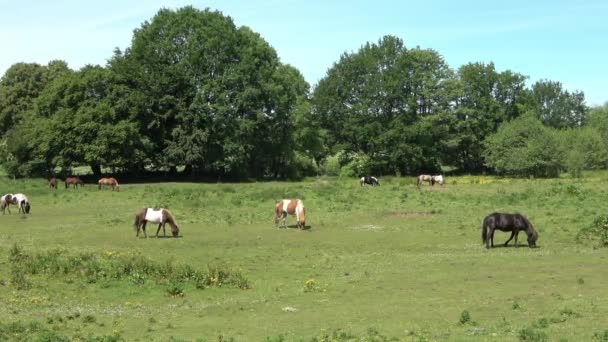 Belo Panorama Cavalos Pastando Prado Verde Durante Primavera — Vídeo de Stock