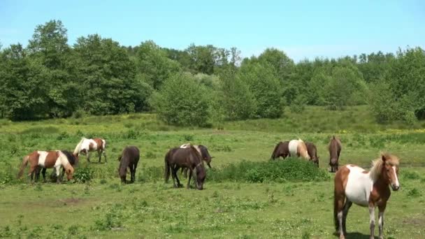 Schöne Aussicht Auf Grasende Pferde Auf Einer Grünen Wiese Frühling — Stockvideo