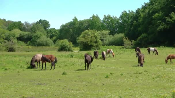 Schöne Aussicht Auf Grasende Pferde Auf Einer Grünen Wiese Frühling — Stockvideo