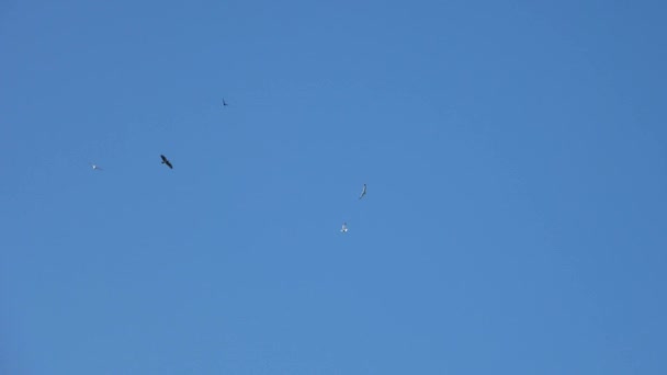 Ein Adler Vor Blauem Himmel Der Von Möwen Und Krähen — Stockvideo