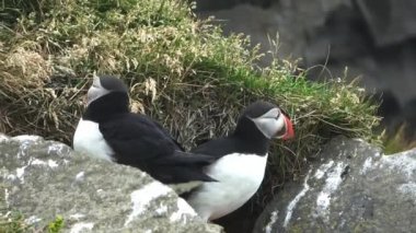 Kayalık bir sahilde kırmızı gagalı birkaç İzlanda martı kuşu var..