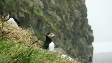 Kayalık bir sahilde kırmızı gagalı birkaç İzlanda martı kuşu var..