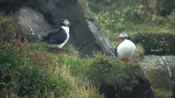 Several Icelandic Puffin Birds Close Red Beaks Rocky Coast — Stock Video