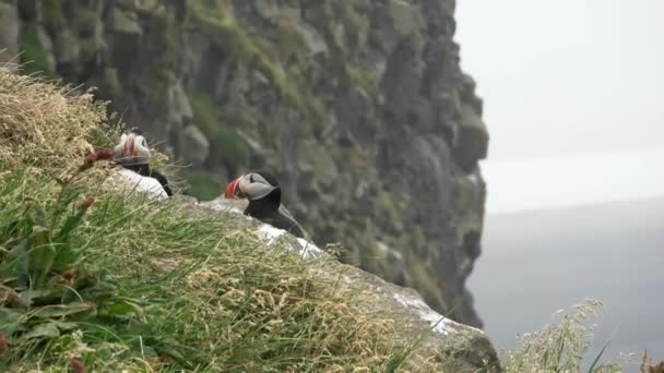 岩だらけの海岸に赤いくちばしを持つ近くのいくつかのアイスランドのパフィン鳥 — ストック動画