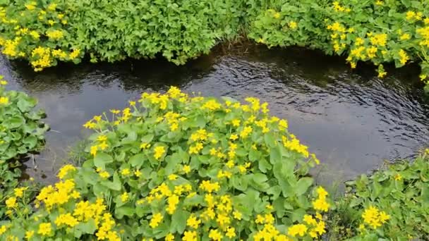 Malý Potůček Protéká Zelenou Loukou Islandu — Stock video