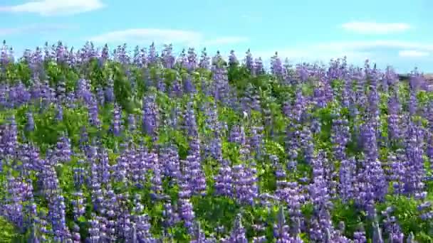 Güzel Mor Lupin Çiçekleri Zlanda Şiddetli Rüzgarda Hareket Ediyor — Stok video