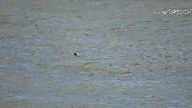 İzlanda 'daki buzul gölünün soğuk sularında foklar var..