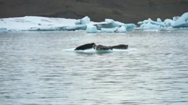 İzlanda 'daki buzul gölünde birkaç fok güneş banyosu yapıyor..