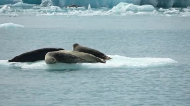 İzlanda 'daki buzul gölünde birkaç fok güneş banyosu yapıyor..