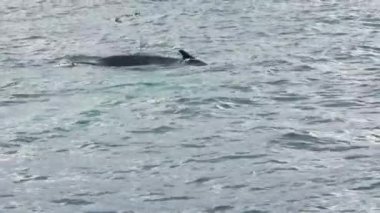 Orta deniz eyaletinde, İzlanda açıklarında kambur balinanın yakınında..