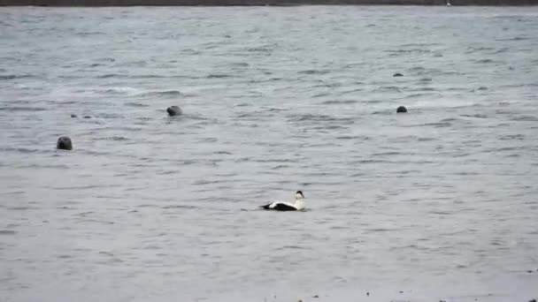 Seals Cold Water Glacier Lagoon Iceland — Stock Video