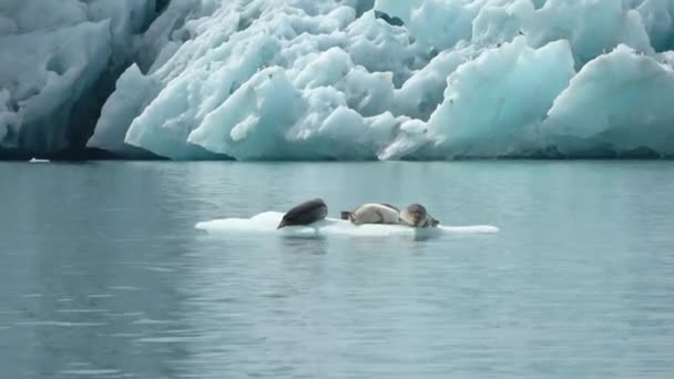 Verschillende Zeehonden Zonnebaden Ijsschotsen Gletsjerlagune Ijsland — Stockvideo