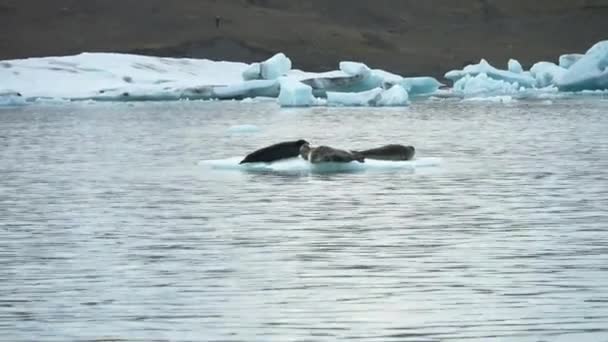 Несколько Тюленей Загорают Льдине Ледниковой Лагуне Исландии — стоковое видео