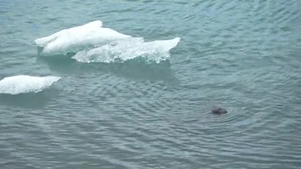 Tätningar Det Kalla Vattnet Glaciärlagunen Island — Stockvideo