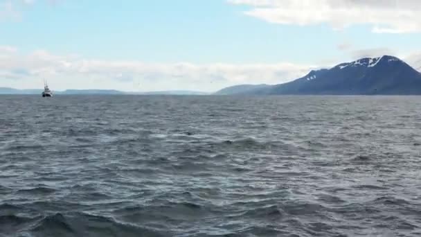 Горбатий Кит Біля Узбережжя Ісландії Середньому Морі — стокове відео