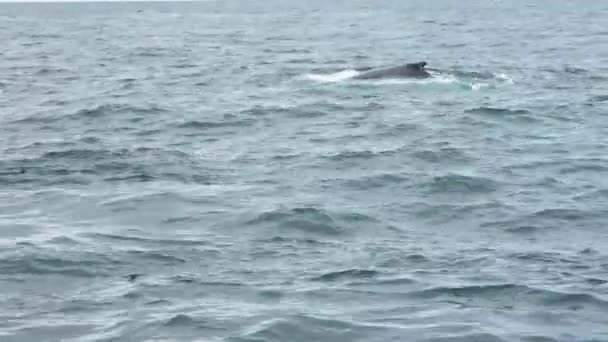 Zblízka Hrbatý Velryba Pobřeží Islandu Ukazuje Svou Velkou Ploutev — Stock video