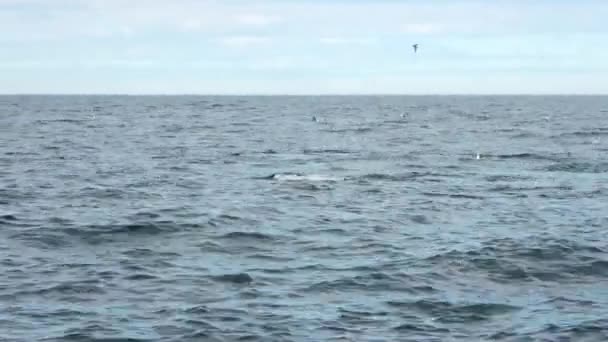 Zblízka Hrbatý Velryba Pobřeží Islandu Ukazuje Svou Velkou Ploutev — Stock video