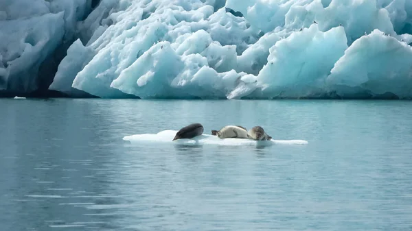 Seals in the cold water of the glacier lagoon in Iceland