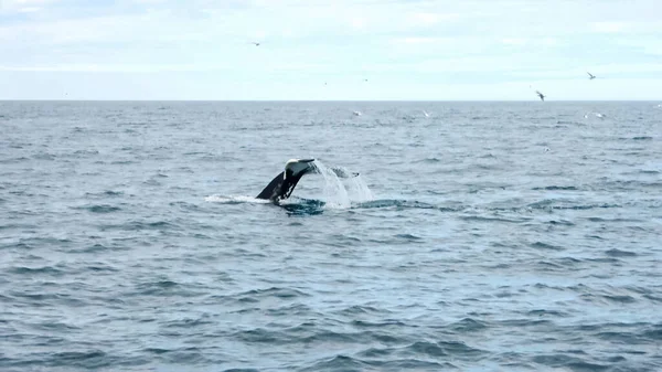 Κοντινό Πλάνο Της Φάλαινας Στα Ανοικτά Των Ακτών Της Ισλανδίας — Φωτογραφία Αρχείου