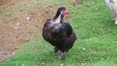 İzlanda 'nın çimenli bir bölgesinde serbest çiftlik tavukları