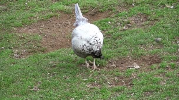 Poulets Plein Air Sur Une Zone Herbeuse Islande — Video