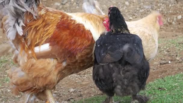 Pollos Campo Libre Una Zona Cubierta Hierba Islandia — Vídeos de Stock
