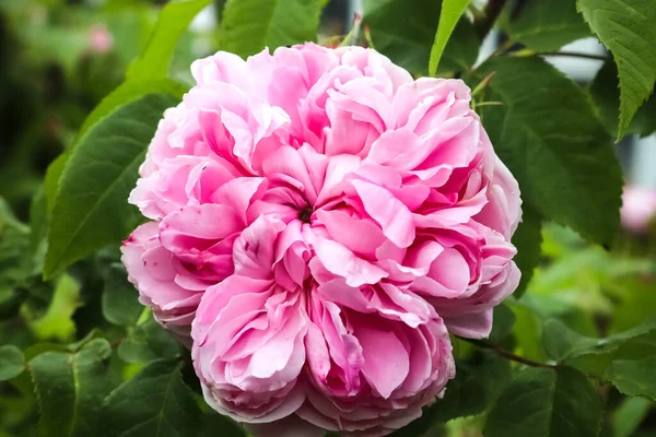 Top View Rose Flower Soft Focus Background —  Fotos de Stock