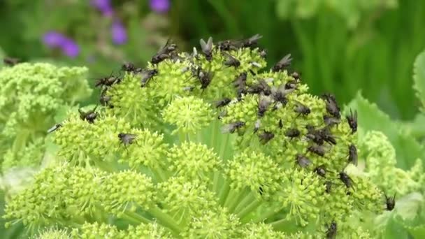 Many Blowflies Green Plant Moving Strongly Wind — Stockvideo