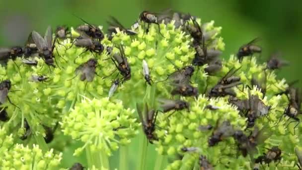 Many Blowflies Green Plant Moving Strongly Wind — Stok video