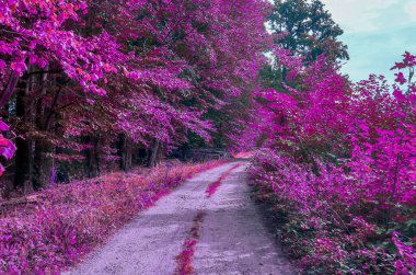 Ormanın güzel pembe ve mor kızılötesi manzarası