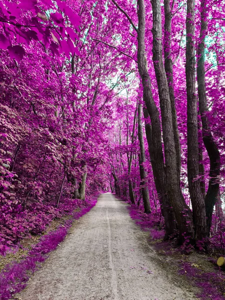 Schönes Rosa Und Lila Infrarot Panorama Eines Waldes — Stockfoto