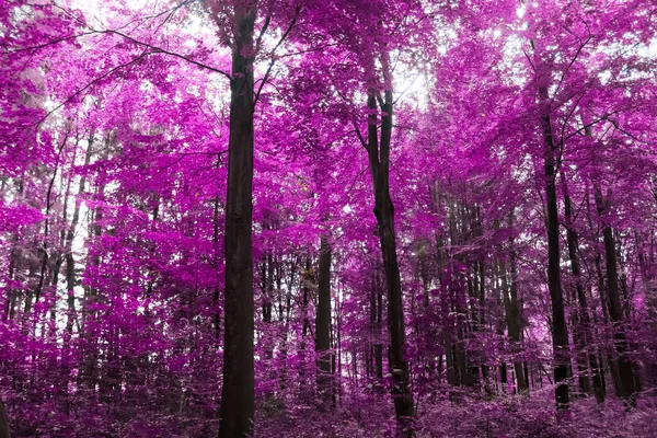 Krásné Růžové Fialové Infračervené Panorama Lesa — Stock fotografie