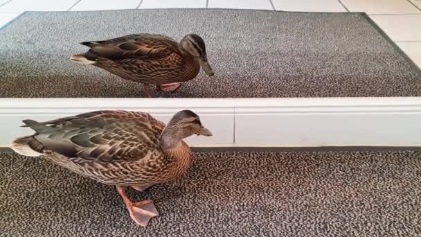 Beautiful Female Duck Carpet Front Mirror — Video