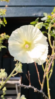 Hollyhock çiçekleri yeşil ve taze bir arkaplanı kaplar