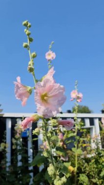 Hollyhock çiçekleri yeşil ve taze bir arkaplanı kaplar