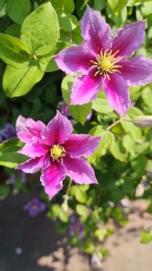 Güzel mor klematis çiçeği rüzgarda yavaşça hareket ediyor..