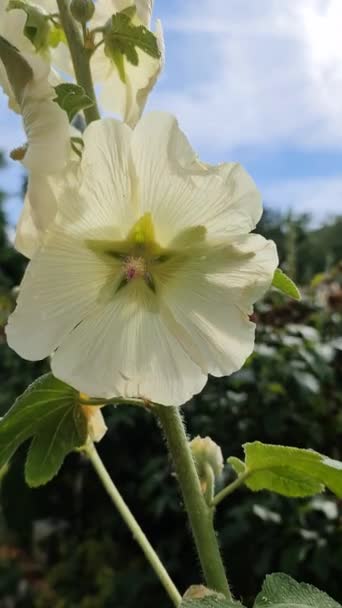 Flores Hollyhock Cierran Sobre Fondo Verde Fresco — Vídeo de stock