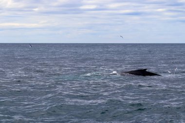 İzlanda açıklarında kambur balinanın yakınında.