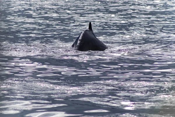 Close Humpback Whale Coast Iceland — ストック写真