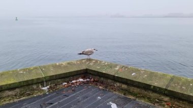 Sea gulls at the coast of the baltic sea