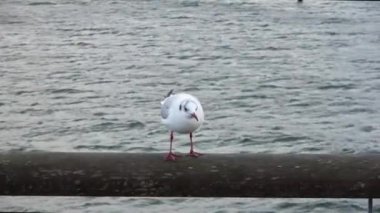 Sea gulls at the coast of the baltic sea