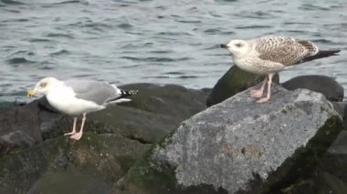 Sea gulls at the coast of the baltic sea
