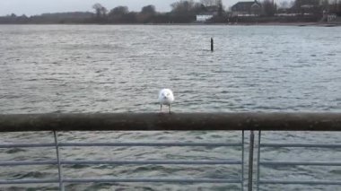 Sea gulls at the coast of the baltic sea
