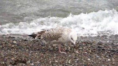 Sea gulls at the coast of the baltic sea