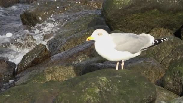 Sea Gulls Coast Baltic Sea — ストック動画