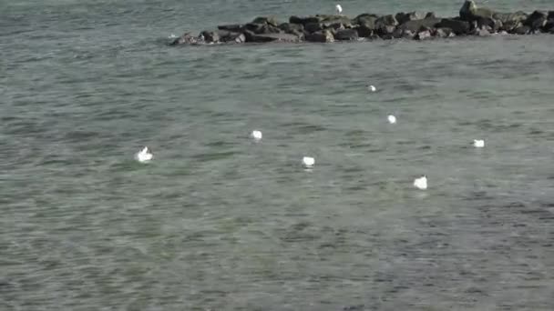 Sea Gulls Coast Baltic Sea — Vídeos de Stock