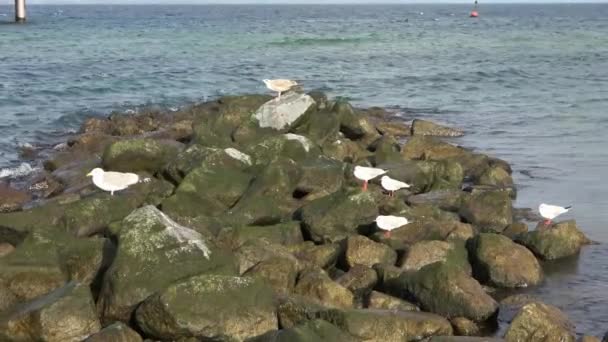 Sea Gulls Coast Baltic Sea — Vídeo de stock