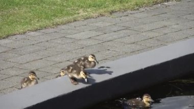 Annelerinin yanında suda oynayan sevimli ördek yavruları..