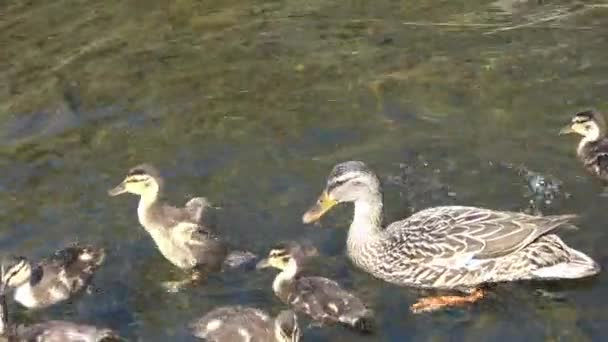 Cute Ducklings Playing Water Mother — Stock Video