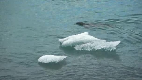 アイスランドの氷河湖の冷たい水の中にアザラシ — ストック動画